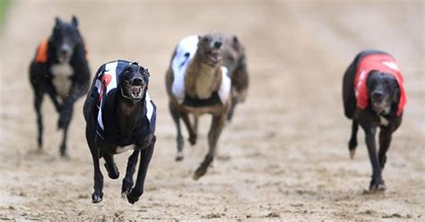english greyhound derby 2021|BoyleSports .